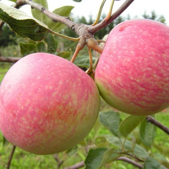 Снимок экрана_5-5-2025_15238_astrussia.com