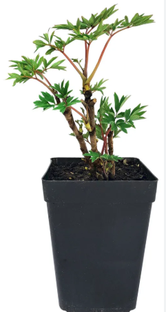 Снимок экрана 2025-05-21 111914