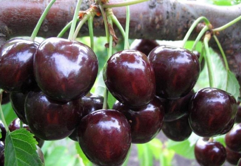 Снимок экрана_5-5-2025_142317_www.plodopitomnik-kazan.ru