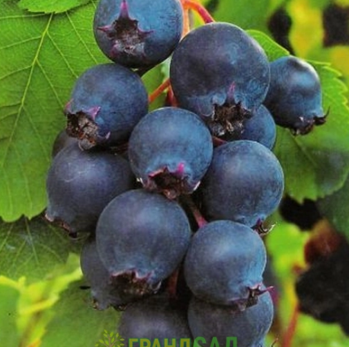 Снимок экрана 2025-09-11 170140