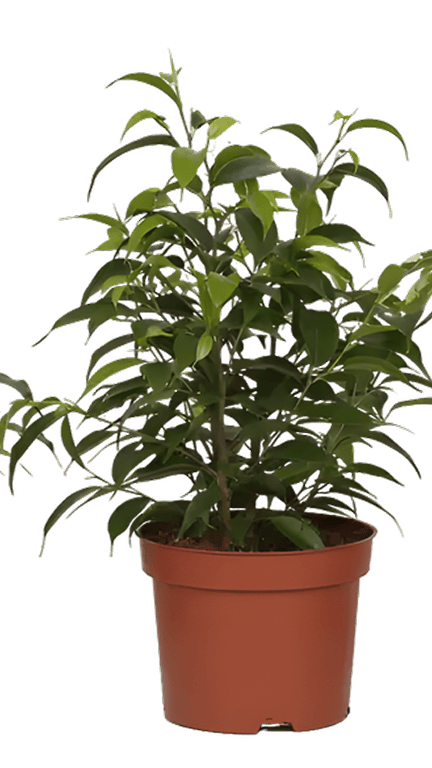 Tsvetok_v_kashpo_Fikus_Bendzhamina_Mix_D12_3