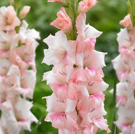 Снимок экрана 2025-02-18 084730