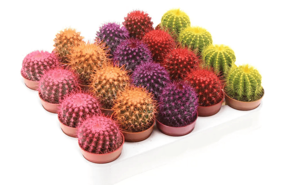 Tsvetok_v_kashpo_Ekhinokaktus_Rainbow_d5_h8_1