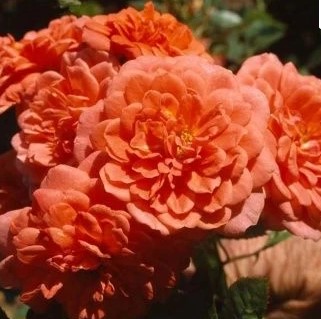 WhatsApp Image 2024-01-30 at 12.48.54