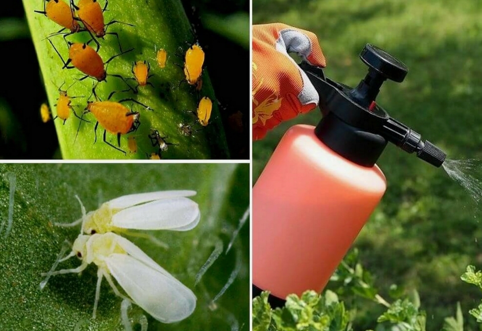 Снимок экрана_10-6-2025_13242_yandex.ru