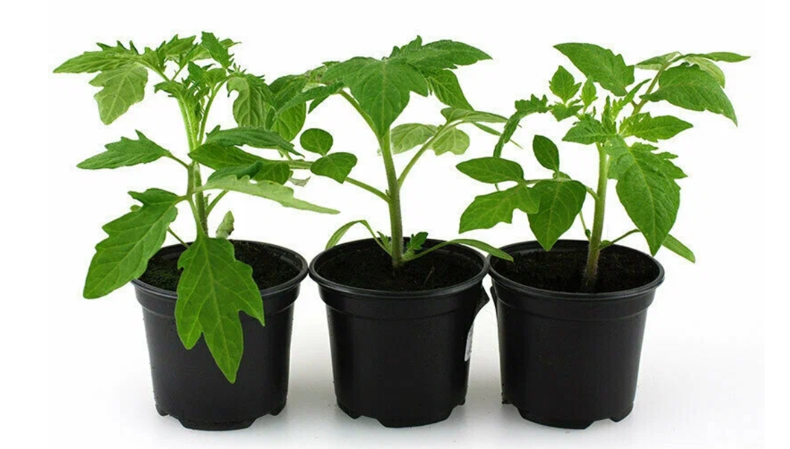 Снимок экрана_7-1-2025_8342_market.yandex.ru