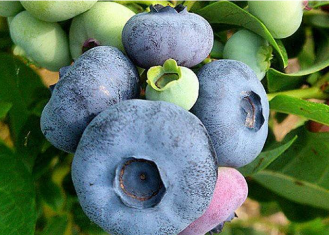 Снимок экрана 2025-07-30 092856