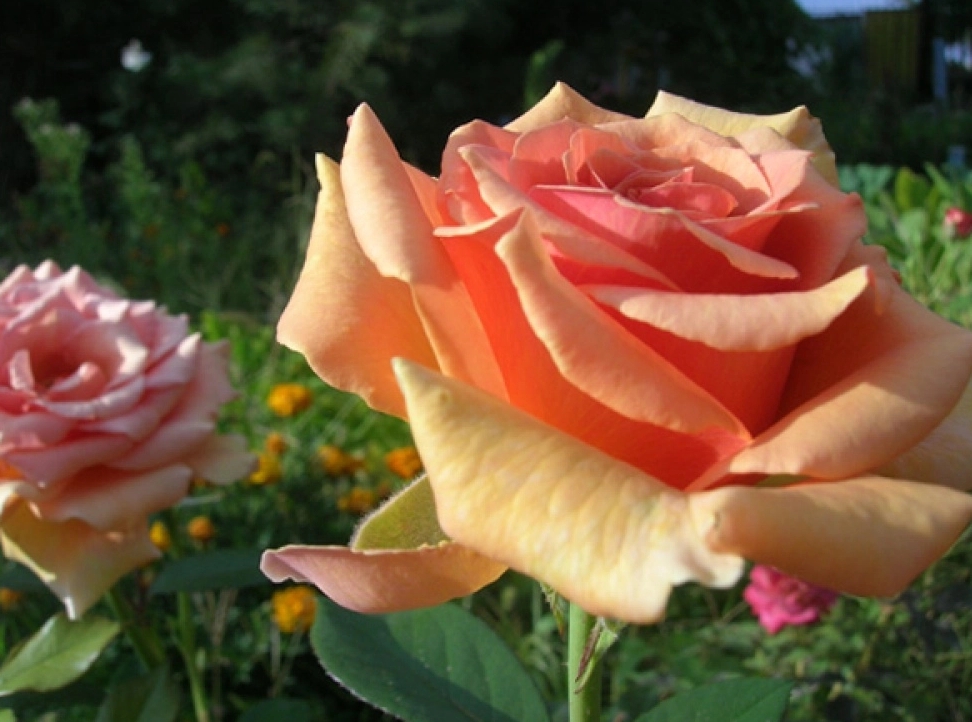 Снимок экрана_21-2-2025_11132_parkrasteniy.ru