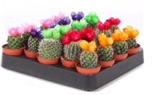 WhatsApp Image 2024-02-16 at 08.09.46