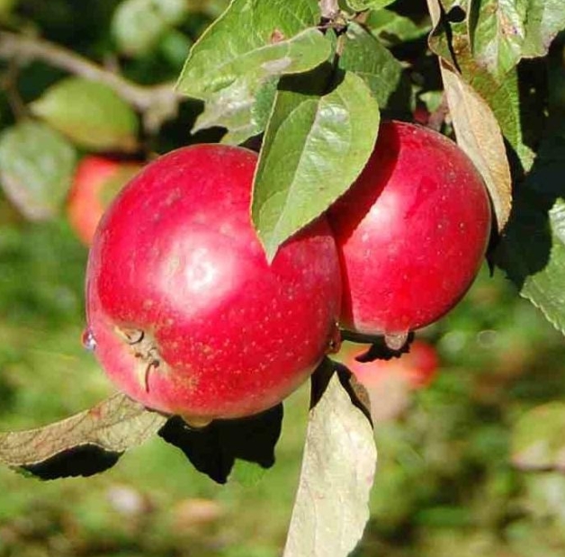 Снимок экрана_5-5-2025_155823_xn----8sbekbt4bgkof8d.xn--p1ai