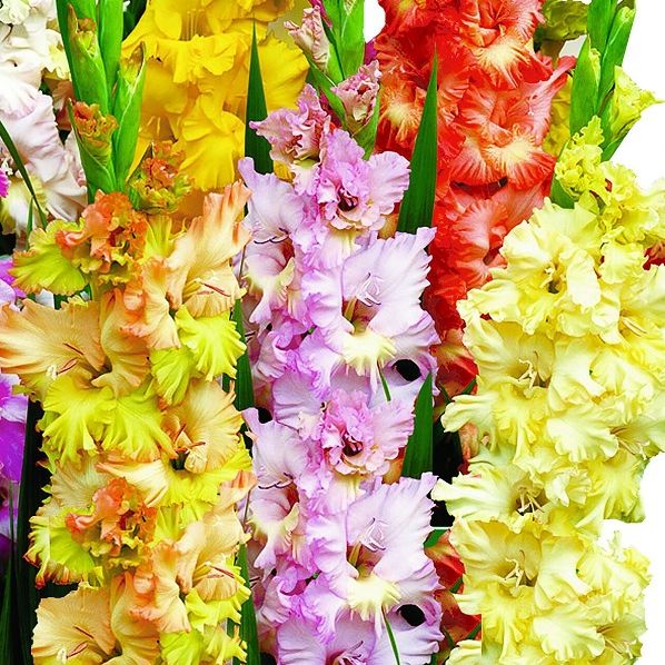 фриззлд микс