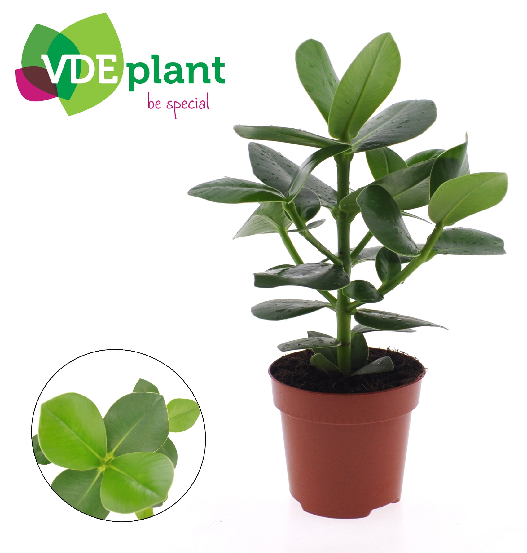 клузия принцесс