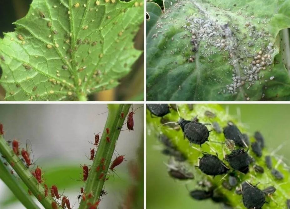 Снимок экрана_10-6-2025_133814_yandex.ru