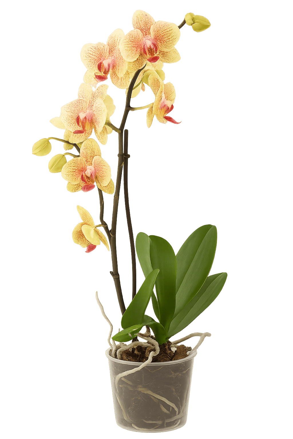 Tsvetok_v_kashpo_Phalaenopsis_1_vetka_d12h55_f2