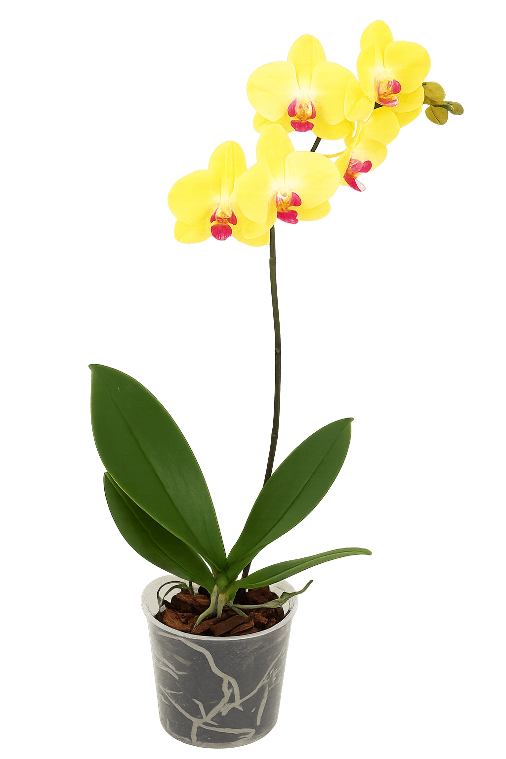 Tsvetok_v_kashpo_Phalaenopsis_1_vetka_d12h55_f3