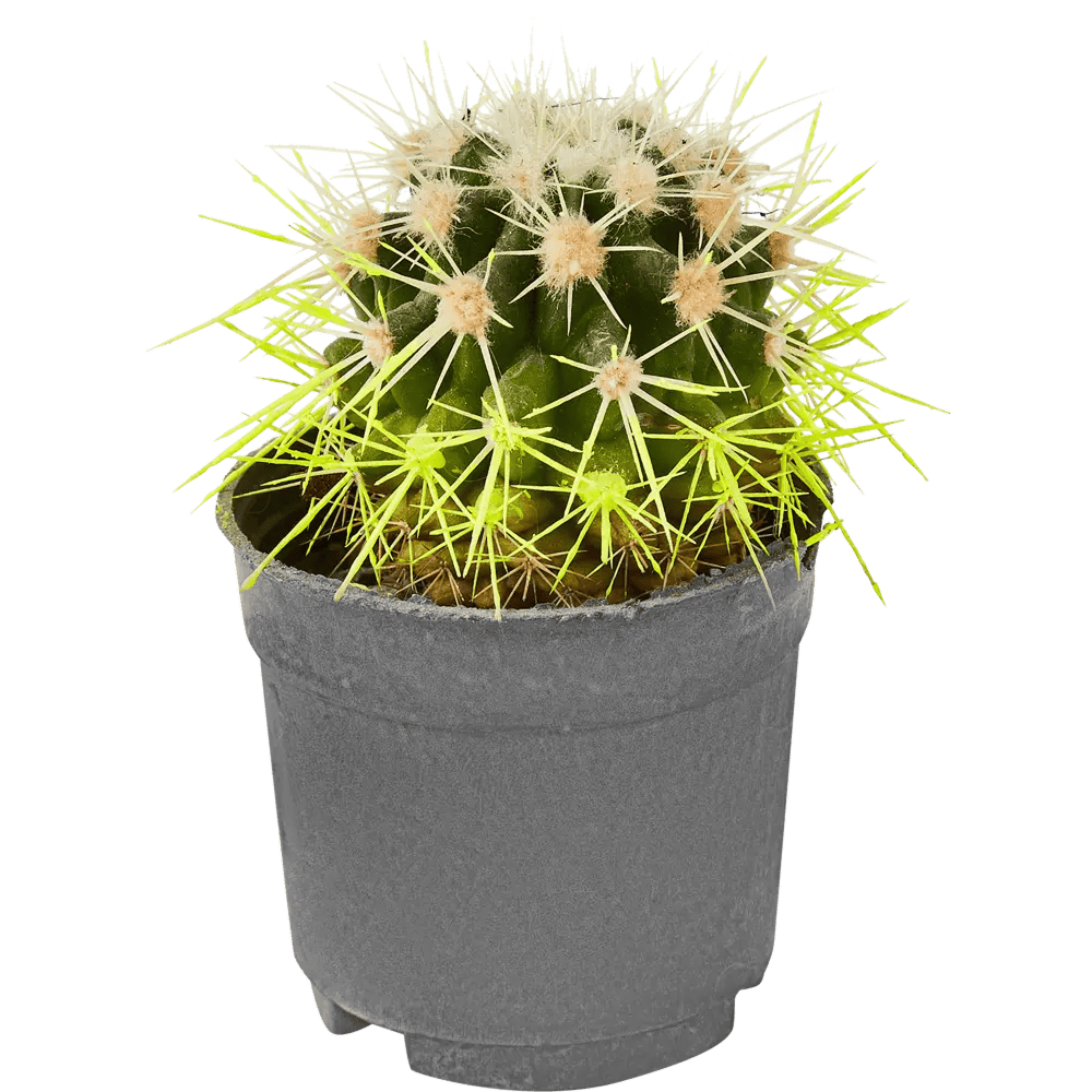 Tsvetok_v_kashpo_Ekhinokaktus_Rainbow_d5_h8_2