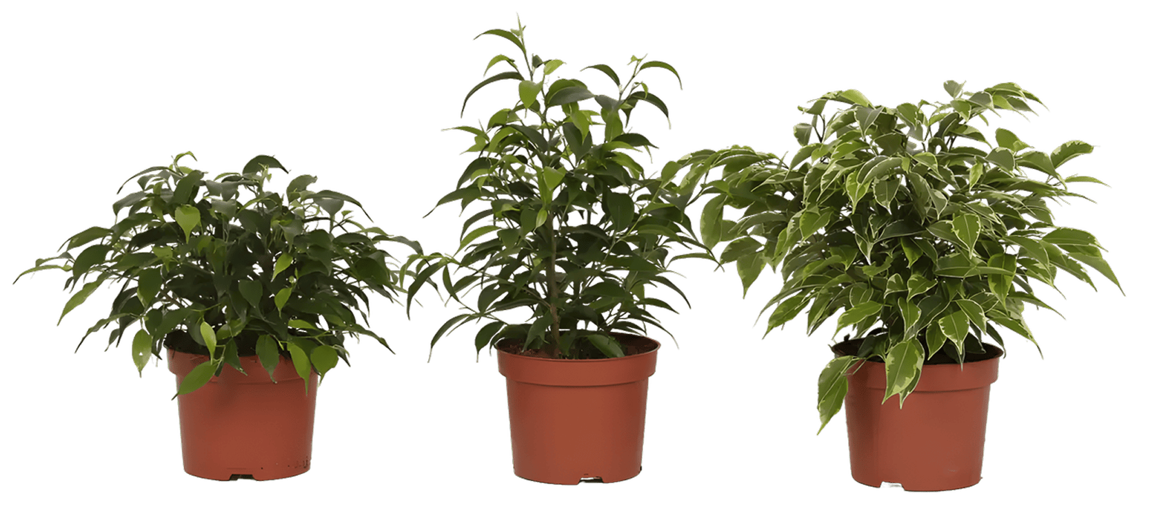 Tsvetok_v_kashpo_Fikus_Bendzhamina_Mix_D12_1