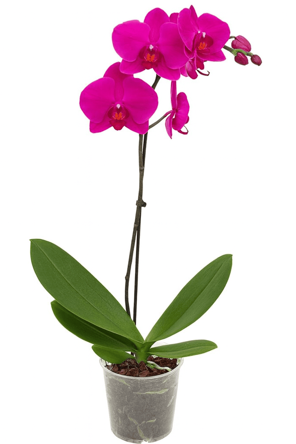 Tsvetok_v_kashpo_Phalaenopsis_1_vetka_d12h55_f5