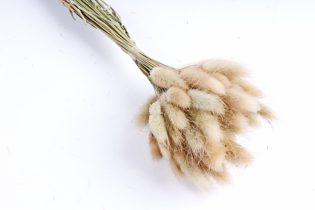 full_lagurus-naturalnyi--sm-27775_6