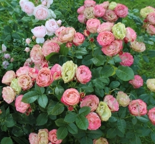 Снимок экрана 2025-02-14 164704