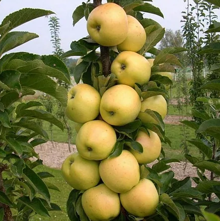 Снимок экрана 2025-04-14 085314