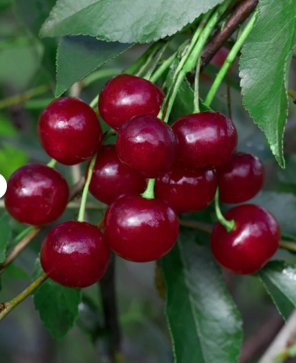 Снимок экрана 2025-04-14 083436