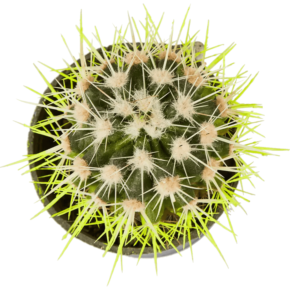 Tsvetok_v_kashpo_Ekhinokaktus_Rainbow_d5_h8_3