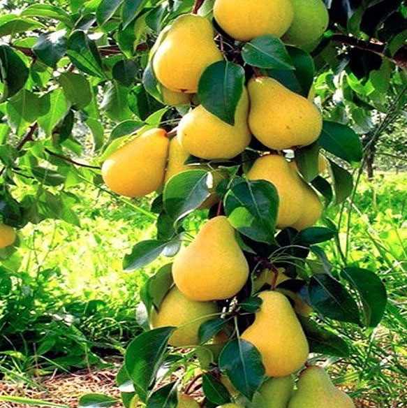 Снимок экрана_3-5-2025_141852_velislava-sad.ru