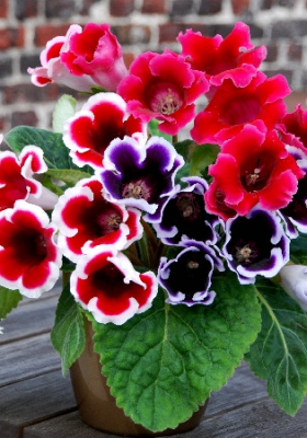 глокс смесь