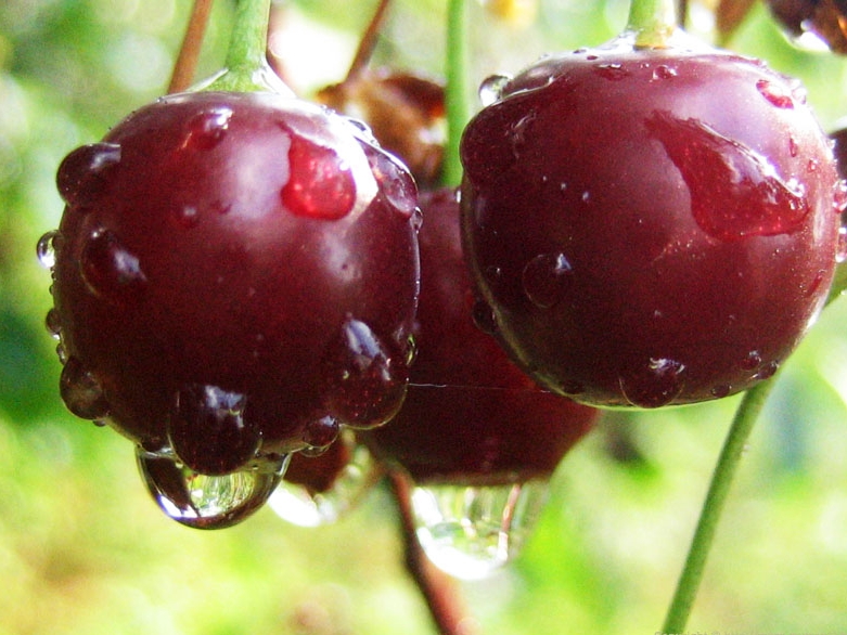 Снимок экрана_5-5-2025_144621_kazan.pitomnik-rose.ru