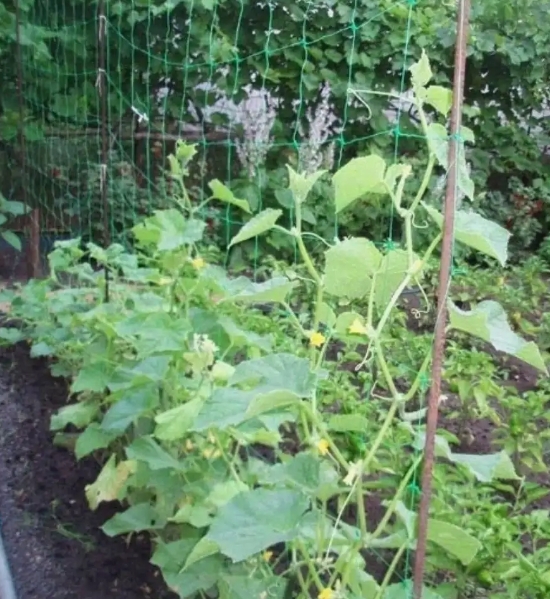 Снимок экрана_8-4-2025_9540_www.wildberries.ru