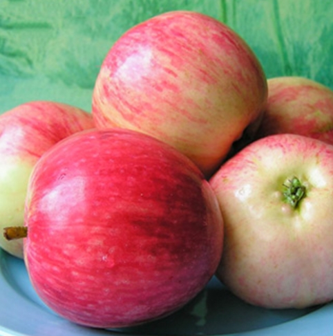 Снимок экрана_5-5-2025_143925_www.biosfera-kazan.ru