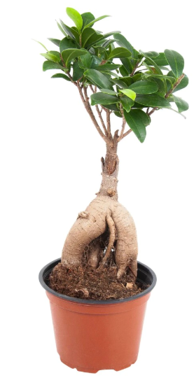 Снимок экрана 2025-05-27 111619