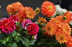 nature-plant-leaf-flower-petal-summer-macro-garden-plants-flowers-dahlia-beautiful-detail-dahlias-floristry-burgundy-flowering-plant-daisy-family-summ