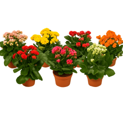 Tsvetok_v_kashpo_Kalanchoe_Kalandiva_d10,5_f1