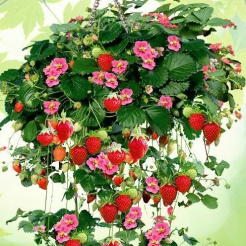 кулбника ампел