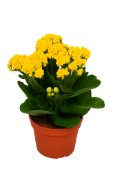 Tsvetok_v_kashpo_Kalanchoe_Kalandiva_d10,5_f5