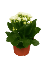Tsvetok_v_kashpo_Kalanchoe_Kalandiva_d10,5_f3