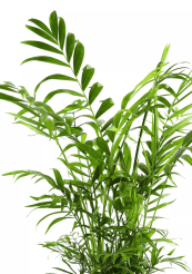 Tsvetok_v_kashpo_Khamedoreya_Elegans_d12_h40_2
