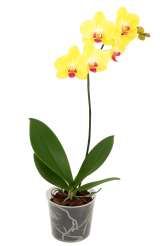 Tsvetok_v_kashpo_Phalaenopsis_1_vetka_d12h55_f3