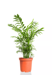 Tsvetok_v_kashpo_Khamedoreya_Elegans_d12_h40_1