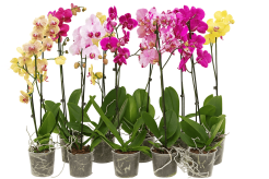 Tsvetok_v_kashpo_Phalaenopsis_1_vetka_d12h55_f1